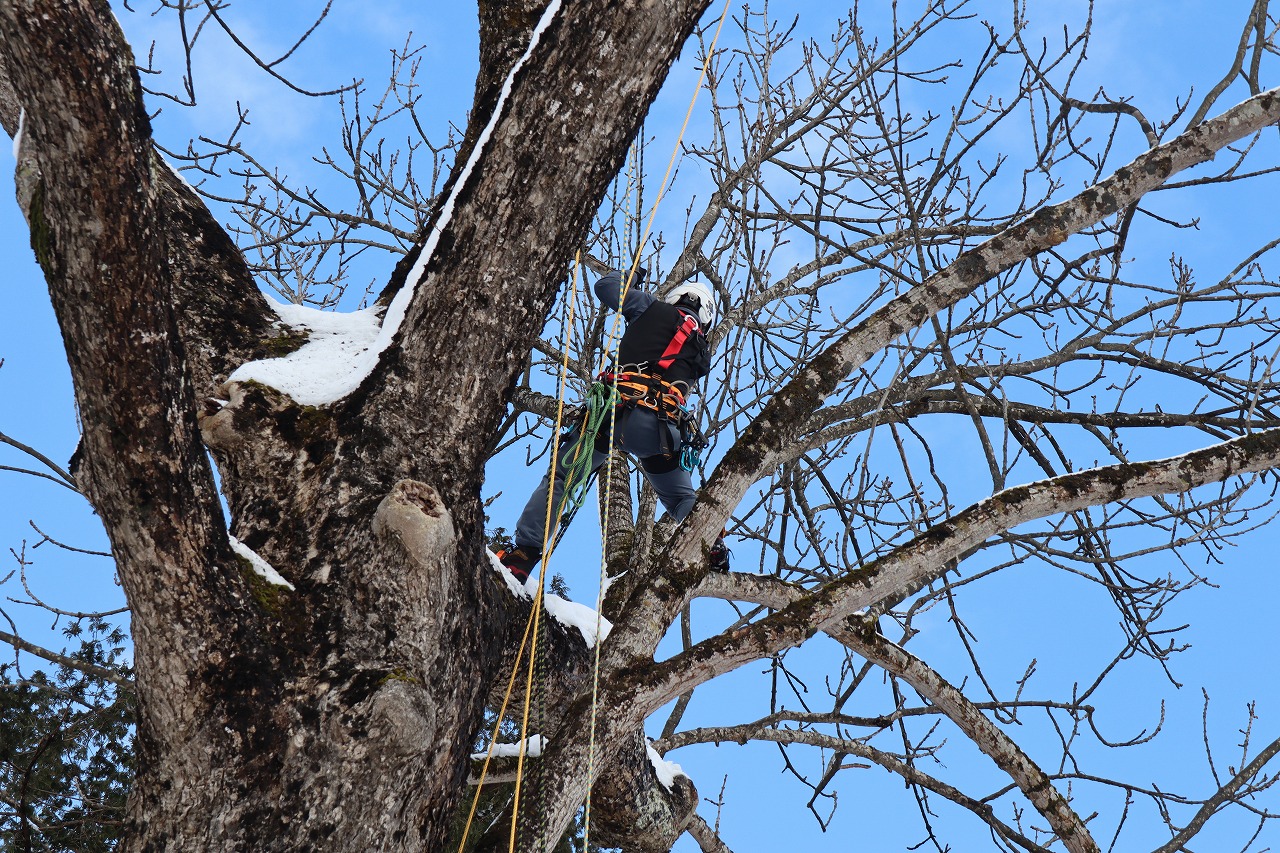 M塾を開催：高木の枝剪定をロープアクセスで行う作業の見学